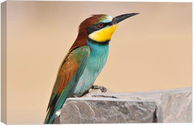 Migrating European Bee Eater Canvas Print by Jacqueline Burrell