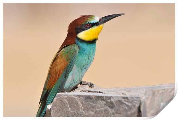 Migrating European Bee Eater Print by Jacqueline Burrell