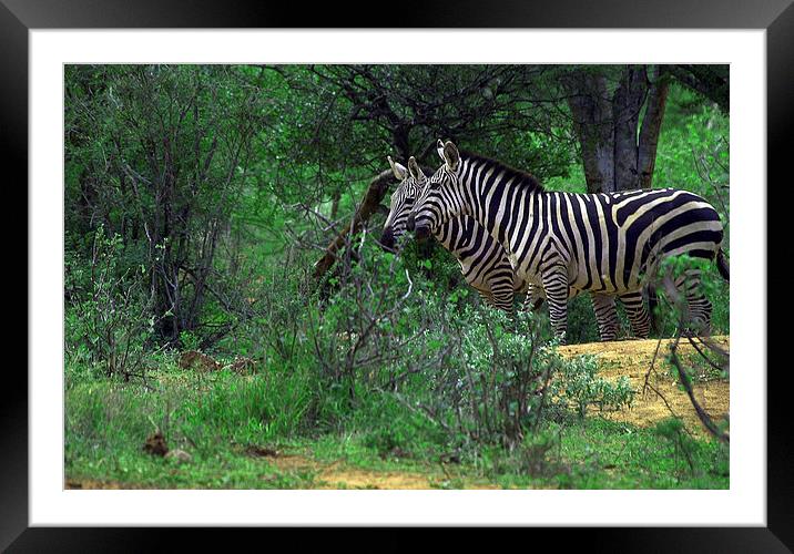 JST3040 Zebra crossing Framed Mounted Print by Jim Tampin
