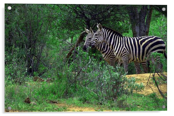 JST3040 Zebra crossing Acrylic by Jim Tampin