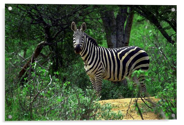 JST3039 Plains Zebra Acrylic by Jim Tampin