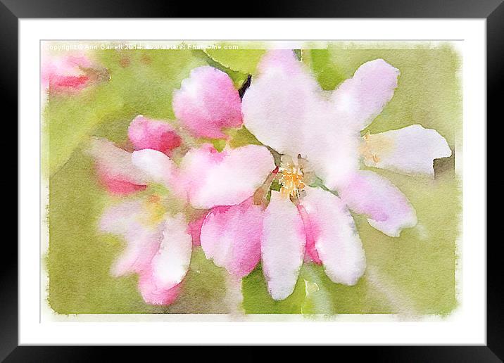 Apple Blossom Watercolour Framed Mounted Print by Ann Garrett