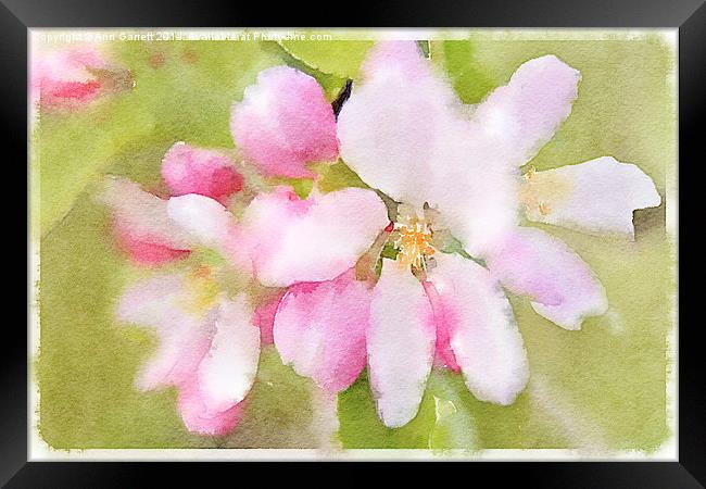 Apple Blossom Watercolour Framed Print by Ann Garrett