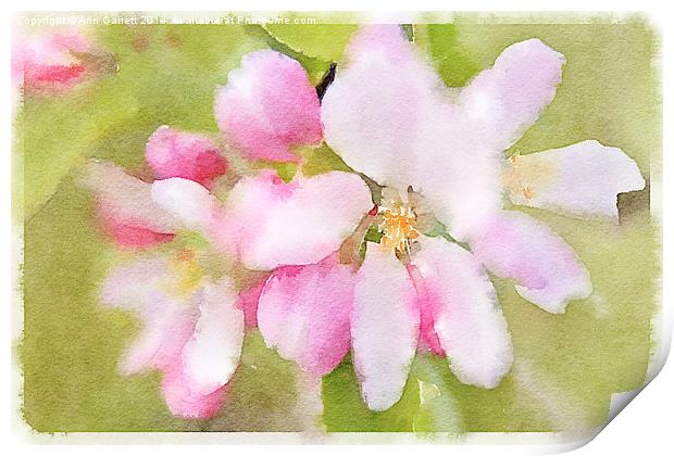 Apple Blossom Watercolour Print by Ann Garrett