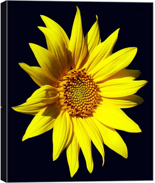 Glorious Sunflower Canvas Print by james balzano, jr.