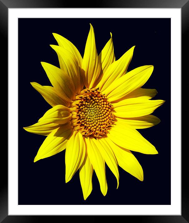 Glorious Sunflower Framed Mounted Print by james balzano, jr.