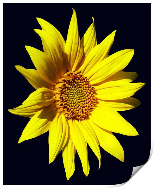 Glorious Sunflower Print by james balzano, jr.