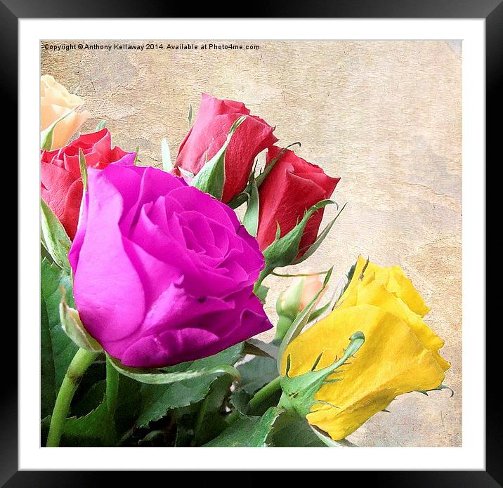 ROSES Framed Mounted Print by Anthony Kellaway