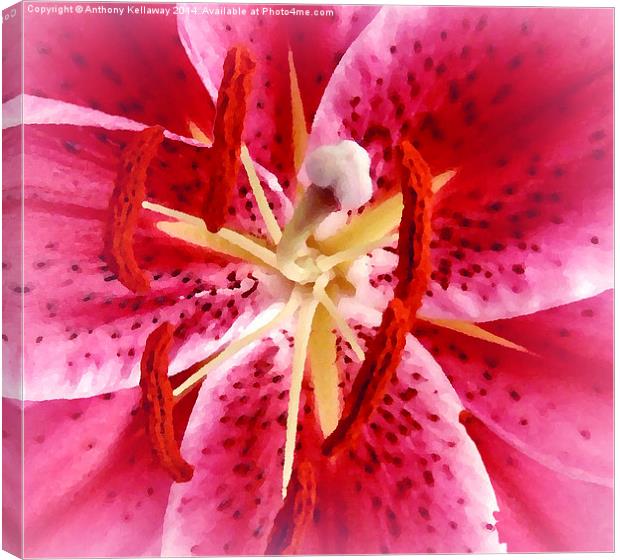 TIGER LILY Canvas Print by Anthony Kellaway