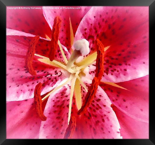 TIGER LILY Framed Print by Anthony Kellaway