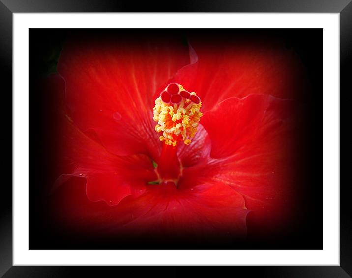 Red Hibiscus Framed Mounted Print by Susmita Mishra