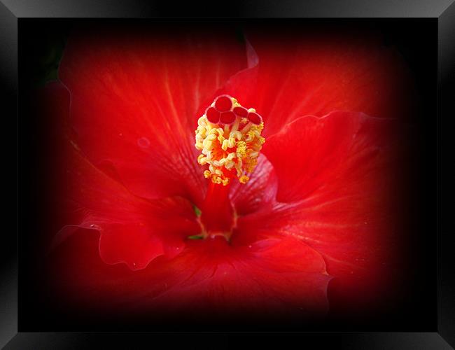 Red Hibiscus Framed Print by Susmita Mishra