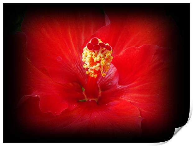 Red Hibiscus Print by Susmita Mishra