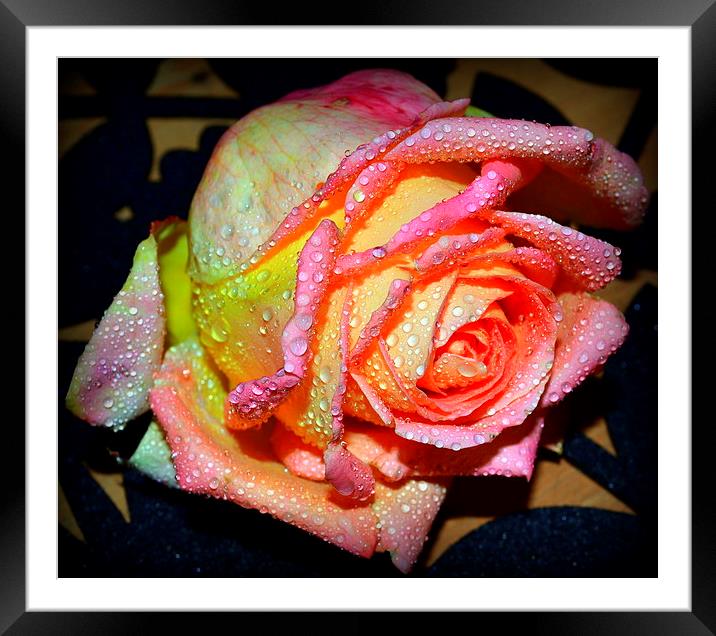 What is a rose? 2 Framed Mounted Print by Paula Palmer canvas