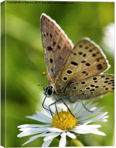 dotted butterfly Canvas Print by Jo Beerens