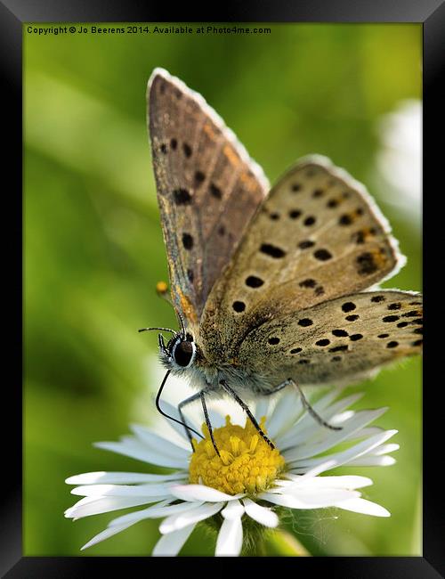 dotted butterfly Framed Print by Jo Beerens