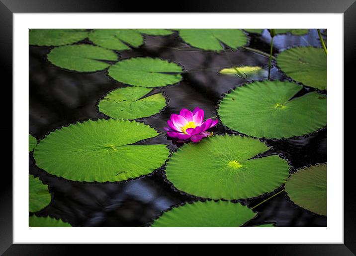 water lily Framed Mounted Print by farah ali