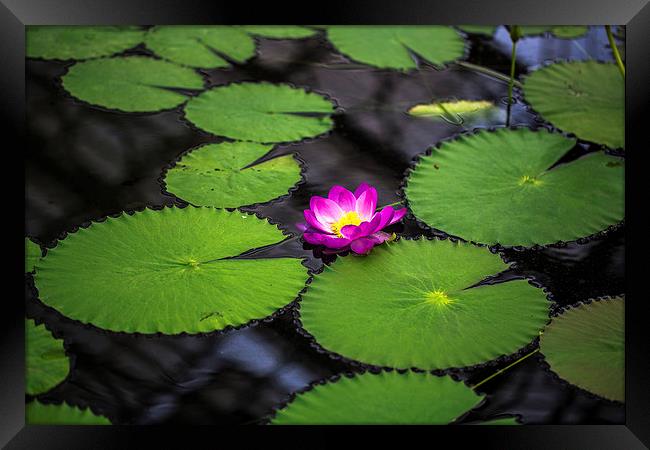 water lily Framed Print by farah ali