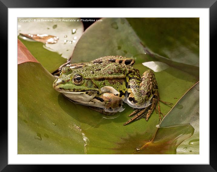 frog on leaf Framed Mounted Print by Jo Beerens