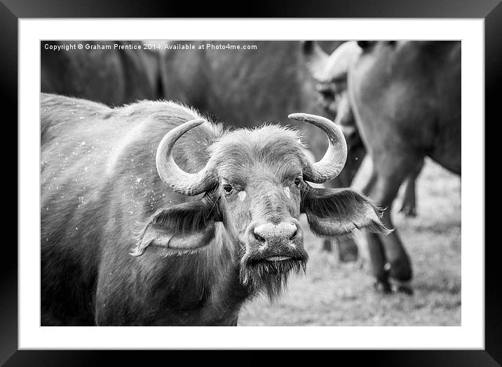 Buffalo Framed Mounted Print by Graham Prentice