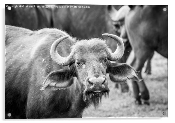 Buffalo Acrylic by Graham Prentice