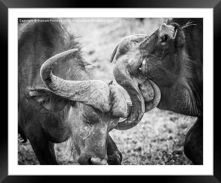 Fighting Buffalo Framed Mounted Print by Graham Prentice