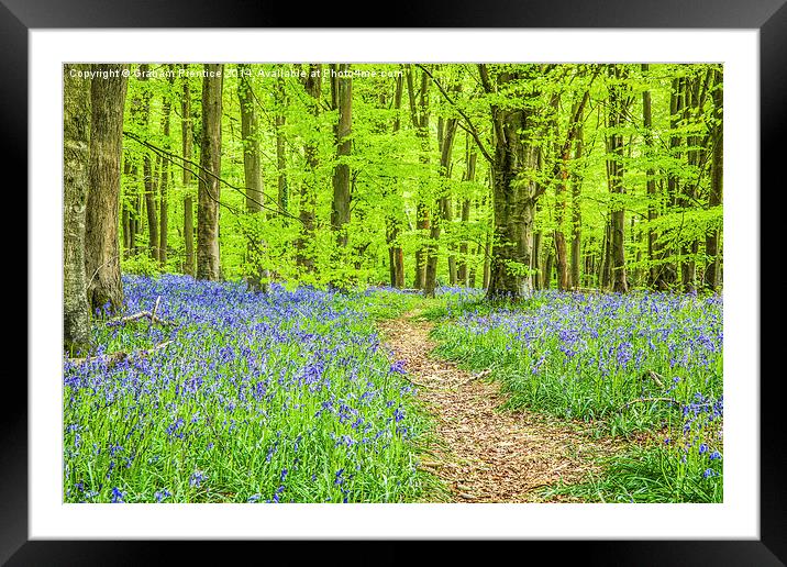 Bluebell Woods In Spring Framed Mounted Print by Graham Prentice