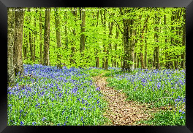 Bluebell Woods In Spring Framed Print by Graham Prentice