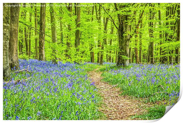 Bluebell Woods In Spring Print by Graham Prentice