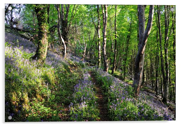 Walkway through the Bluebell Woods 2 Acrylic by Rosie Spooner