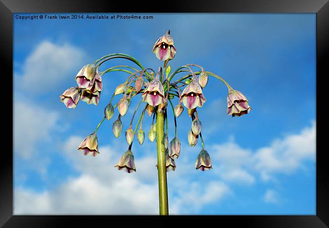 Sicilian Honey Garlic set against a Blue Sky Framed Print by Frank Irwin