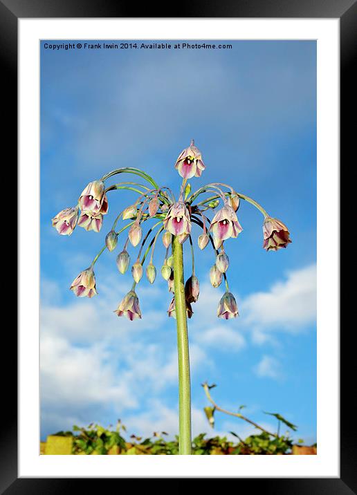 Sicilian Honey Garlic set against a Blue Sky Framed Mounted Print by Frank Irwin