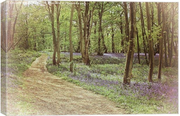 Bluebells At Blickling 6 Canvas Print by Julie Coe