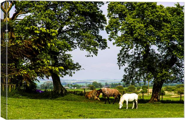 Rural Idyll Canvas Print by Christina Helliwell
