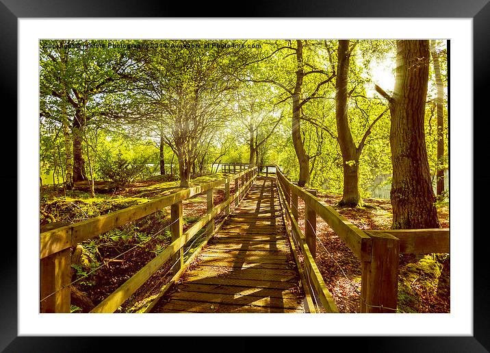 Landscape Summer Boardwalk Framed Mounted Print by mhfore Photography