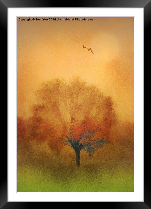 The Painted Tree Framed Mounted Print by Tom York