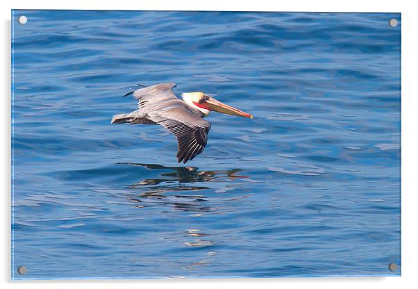 California Brown Pelican in Breeding Plumage Acrylic by Ram Vasudev