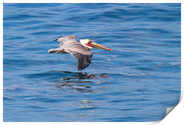 California Brown Pelican in Breeding Plumage Print by Ram Vasudev