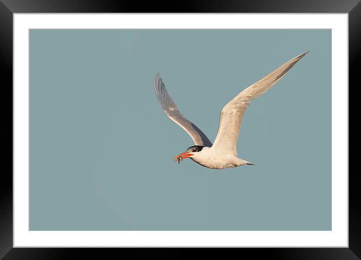 Catch of the Day - Caspian Tern with Fish Framed Mounted Print by Ram Vasudev