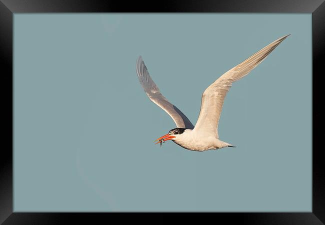 Catch of the Day - Caspian Tern with Fish Framed Print by Ram Vasudev