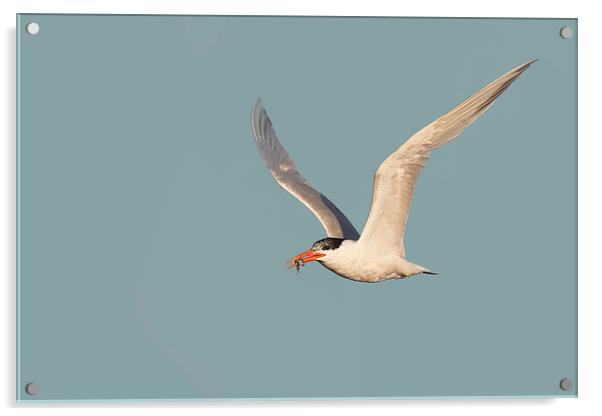 Catch of the Day - Caspian Tern with Fish Acrylic by Ram Vasudev