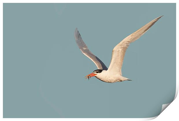 Catch of the Day - Caspian Tern with Fish Print by Ram Vasudev