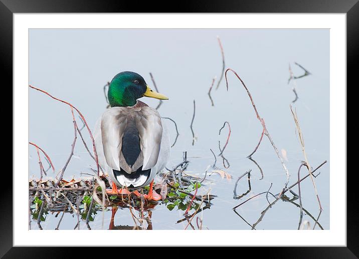Mallard Duck (Anas platyrhynchos) Framed Mounted Print by Ram Vasudev