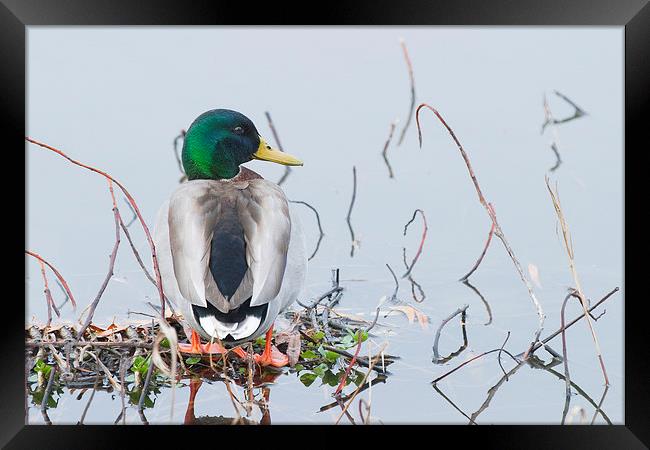 Mallard Duck (Anas platyrhynchos) Framed Print by Ram Vasudev