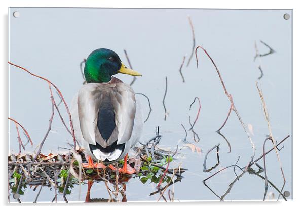 Mallard Duck (Anas platyrhynchos) Acrylic by Ram Vasudev