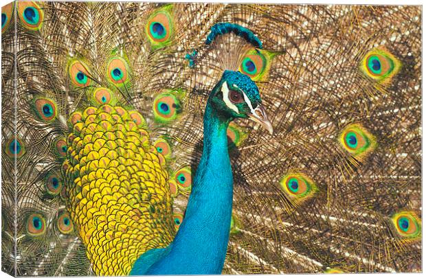 Peacock Canvas Print by Ram Vasudev