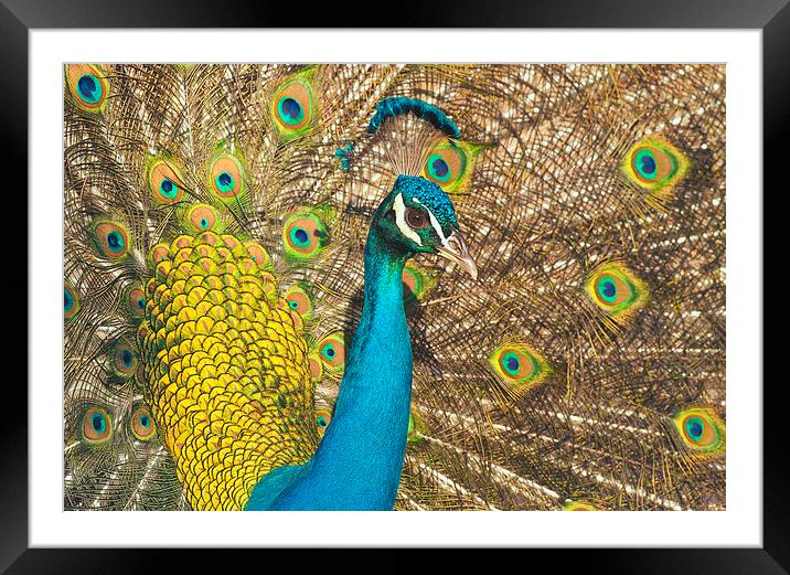 Peacock Framed Mounted Print by Ram Vasudev