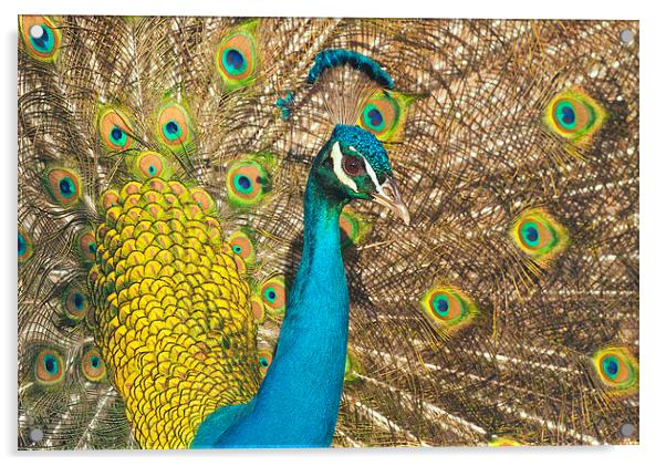 Peacock Acrylic by Ram Vasudev