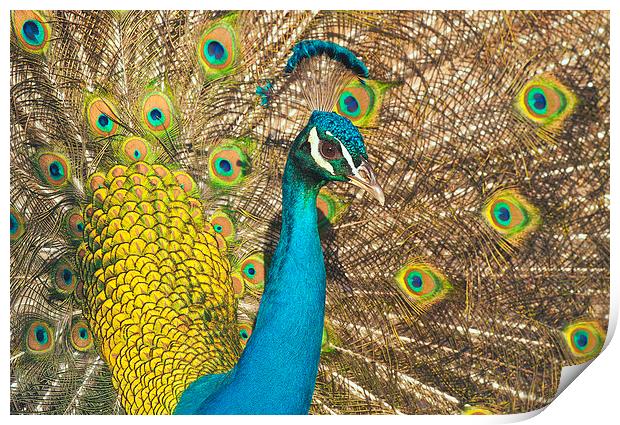 Peacock Print by Ram Vasudev