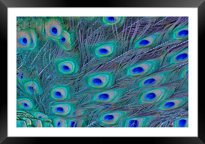 Peacock Feathers Framed Mounted Print by Ram Vasudev